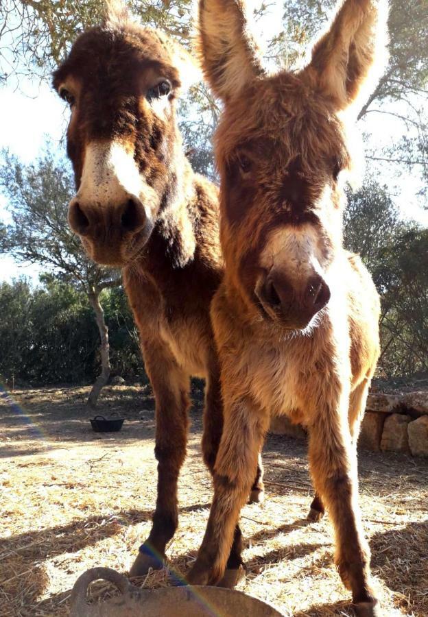 Ses Rotes Velles - Petit